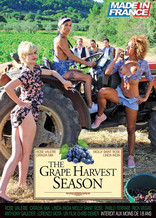 The grape harvest season