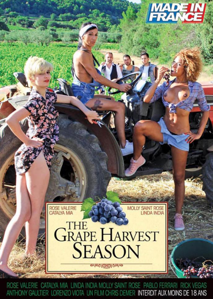 The grape harvest season