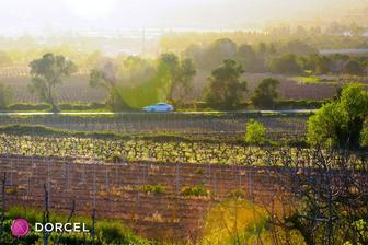 Angelika, eine unanständige geschichte
